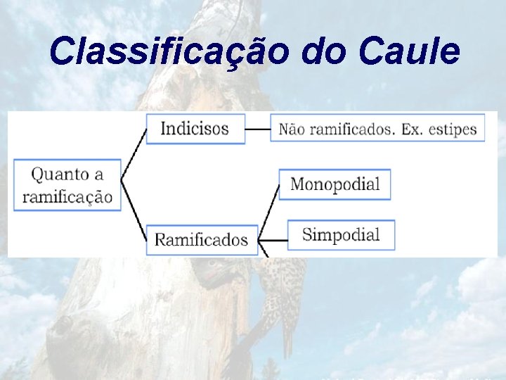 Classificação do Caule 