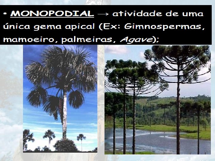 MONOPODIAL GEMA TERMINALPERSISTE. PREDOMINA EIXO PRINCIPAL SOBRE LATERAIS. EX: ARAUCÁRIA, PINHEIRO. 