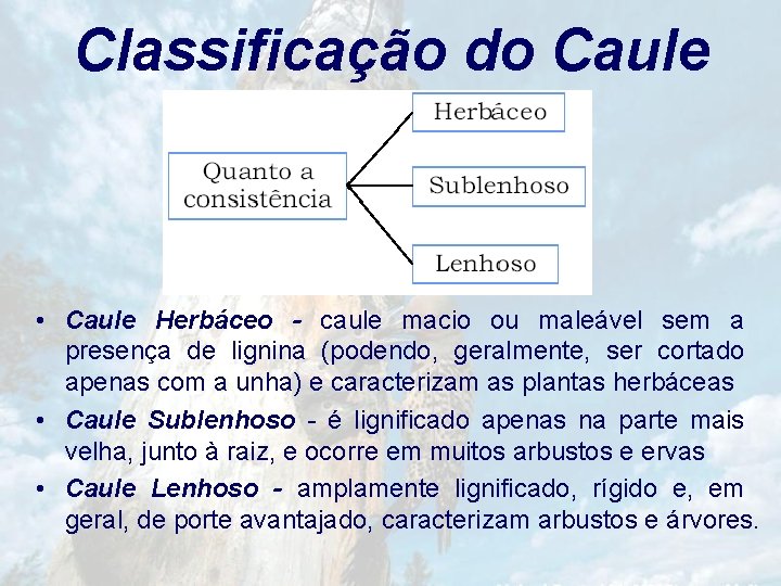 Classificação do Caule • Caule Herbáceo - caule macio ou maleável sem a presença