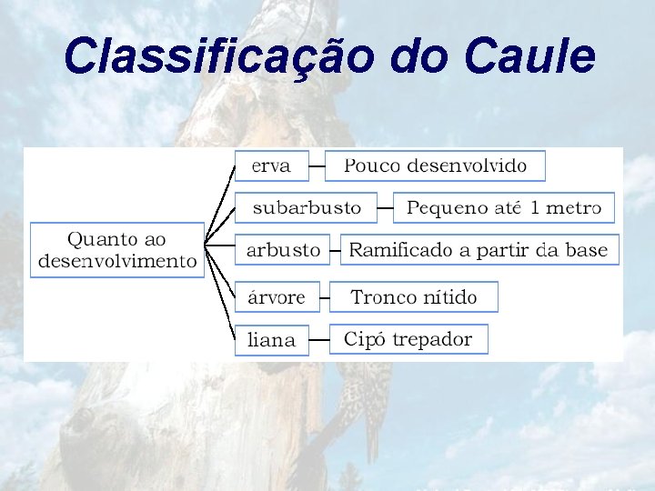 Classificação do Caule 