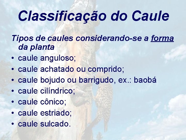 Classificação do Caule Tipos de caules considerando-se a forma da planta • caule anguloso;