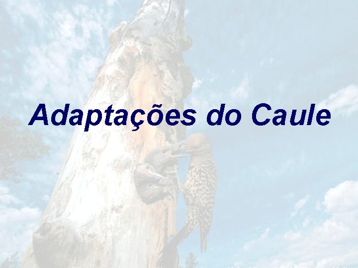 Adaptações do Caule 