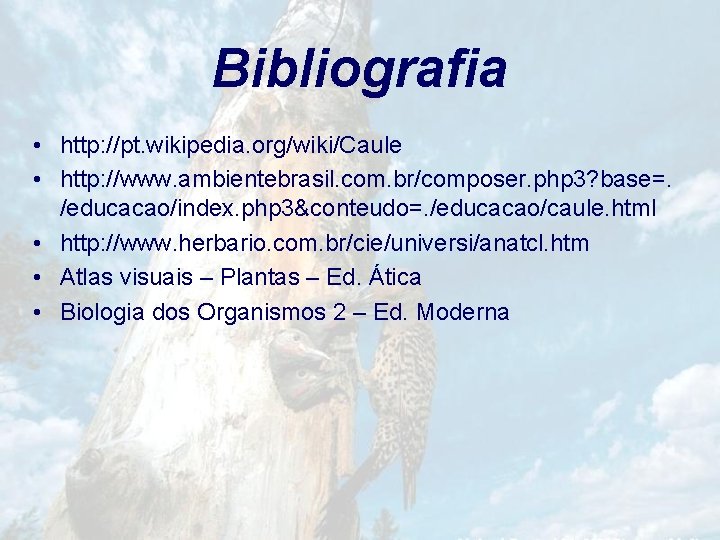 Bibliografia • http: //pt. wikipedia. org/wiki/Caule • http: //www. ambientebrasil. com. br/composer. php 3?