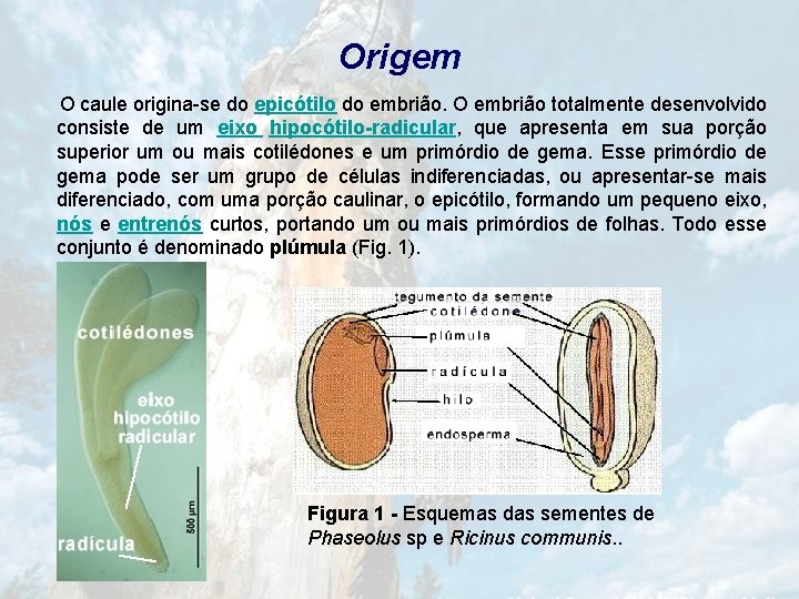 Origem O caule origina-se do epicótilo do embrião. O embrião totalmente desenvolvido consiste de