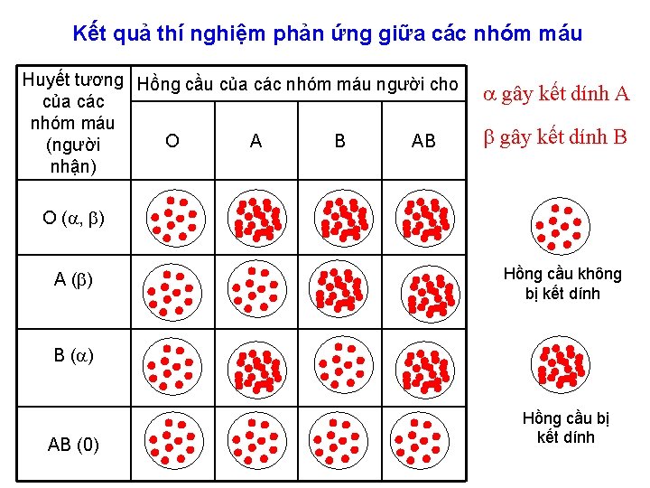 Kết quả thí nghiệm phản ứng giữa các nhóm máu Huyết tương Hồng cầu