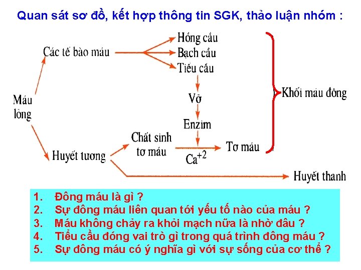 Quan sát sơ đồ, kết hợp thông tin SGK, thảo luận nhóm : 1.