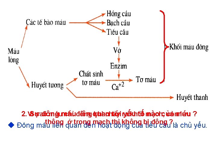 2. Vì Sự đông liên quan tới ra yếu tố mạch, nào của sao