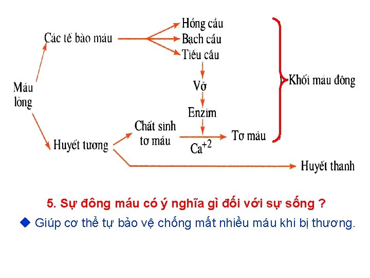 5. Sự đông máu có ý nghĩa gì đối với sự sống ? Giúp