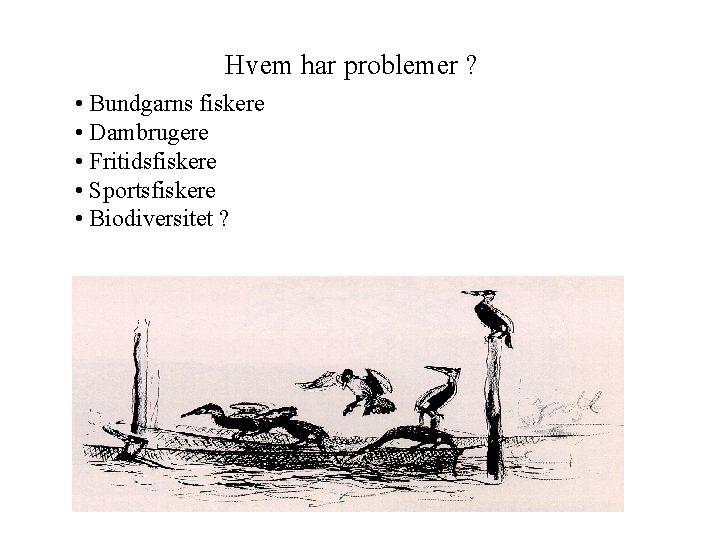 Hvem har problemer ? • Bundgarns fiskere • Dambrugere • Fritidsfiskere • Sportsfiskere •