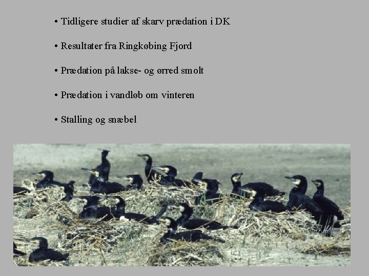  • Tidligere studier af skarv prædation i DK • Resultater fra Ringkøbing Fjord