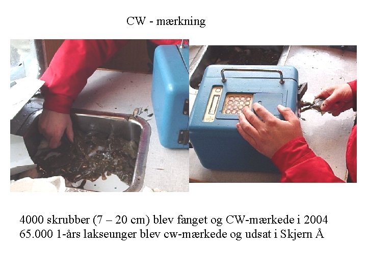 CW - mærkning 4000 skrubber (7 – 20 cm) blev fanget og CW-mærkede i