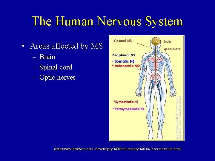 The Human Nervous System • Areas affected by MS – Brain – Spinal cord