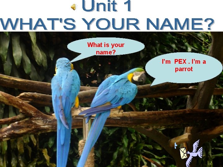 What is your name? I’m PEX. I’m a parrot 