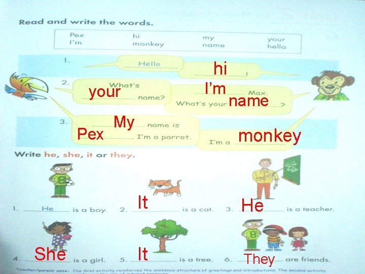 hi I’m your Pex She My name monkey It He It They 