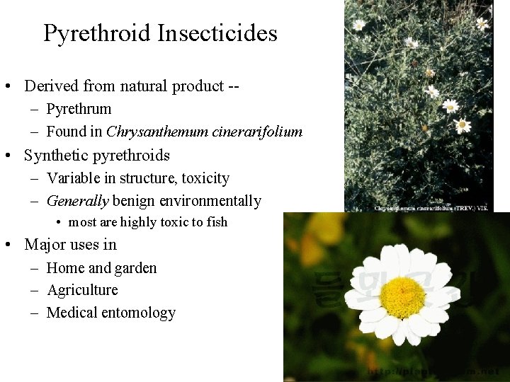 Pyrethroid Insecticides • Derived from natural product -– Pyrethrum – Found in Chrysanthemum cinerarifolium
