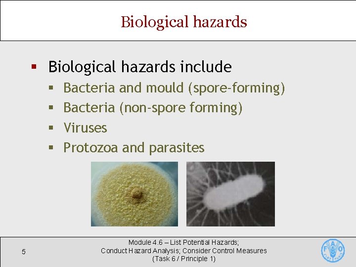 Biological hazards § Biological hazards include § § 5 Bacteria and mould (spore-forming) Bacteria Biological hazards § Biological hazards include § § 5 Bacteria and mould (spore-forming) Bacteria