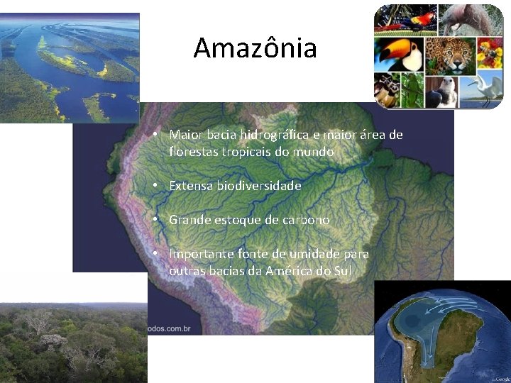 Amazônia • Maior bacia hidrográfica e maior área de florestas tropicais do mundo •