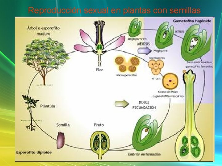 Reproducción sexual en plantas con semillas 