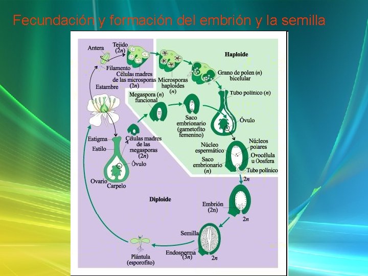 Fecundación y formación del embrión y la semilla 