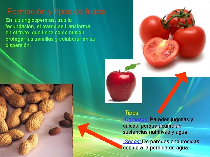 Formación y tipos de frutos En las angiospermas, tras la fecundación, el ovario se