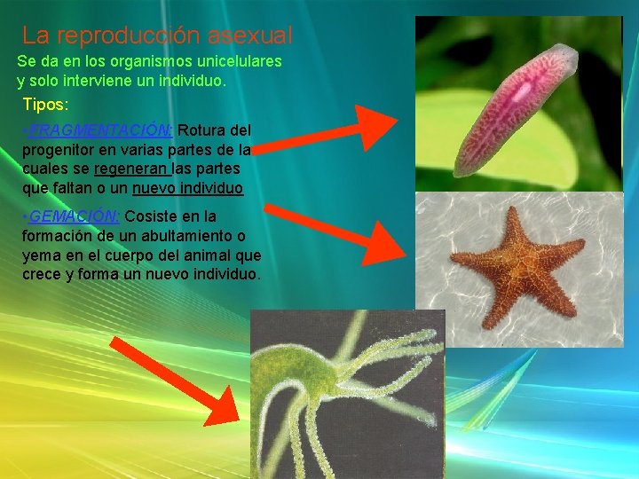 La reproducción asexual Se da en los organismos unicelulares y solo interviene un individuo.