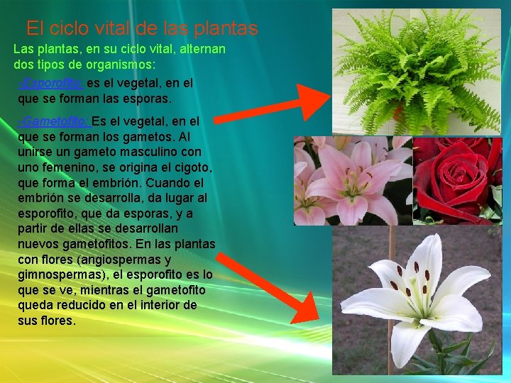 El ciclo vital de las plantas Las plantas, en su ciclo vital, alternan dos