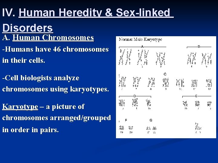 IV. Human Heredity & Sex-linked Disorders A. Human Chromosomes -Humans have 46 chromosomes in