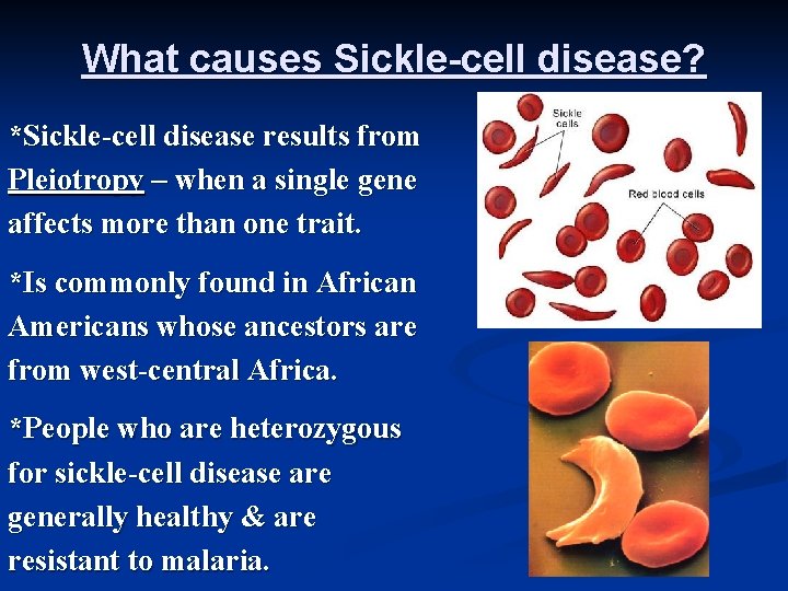 What causes Sickle-cell disease? *Sickle-cell disease results from Pleiotropy – when a single gene