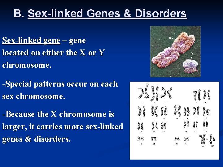 B. Sex-linked Genes & Disorders Sex-linked gene – gene located on either the X