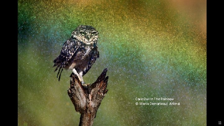 Cave Owl In The Rainbow © Marta Demarteau| Animal 11 