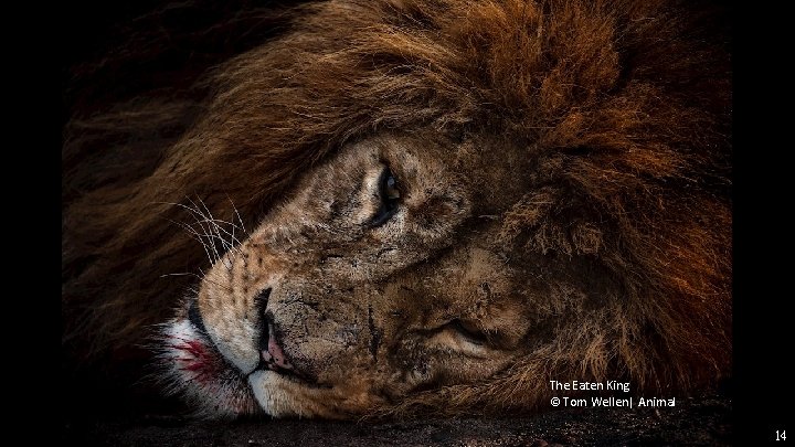 The Eaten King © Tom Wellen| Animal 14 