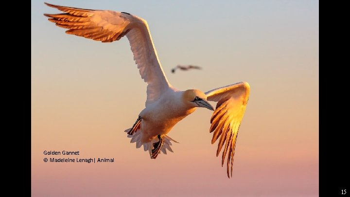 Golden Gannet © Madeleine Lenagh| Animal 15 