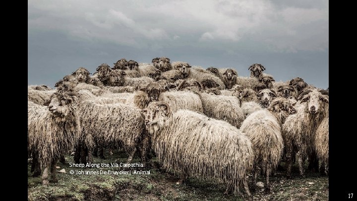 Sheep Along the Via Carpathia © Johannes De Bruycker| Animal 17 