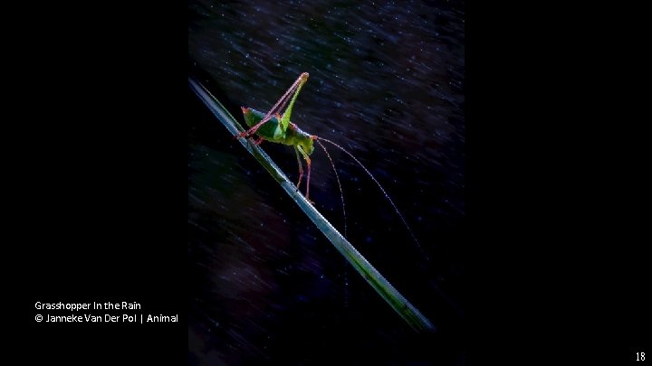 Grasshopper In the Rain © Janneke Van Der Pol | Animal 18 