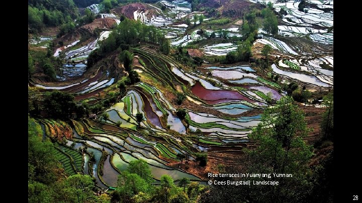 Rice terraces In Yuanyang, Yunnan. © Cees Burgstad| Landscape 28 
