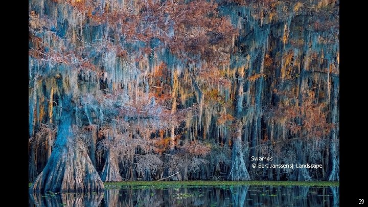 Swamps © Bert Janssens| Landscape 29 