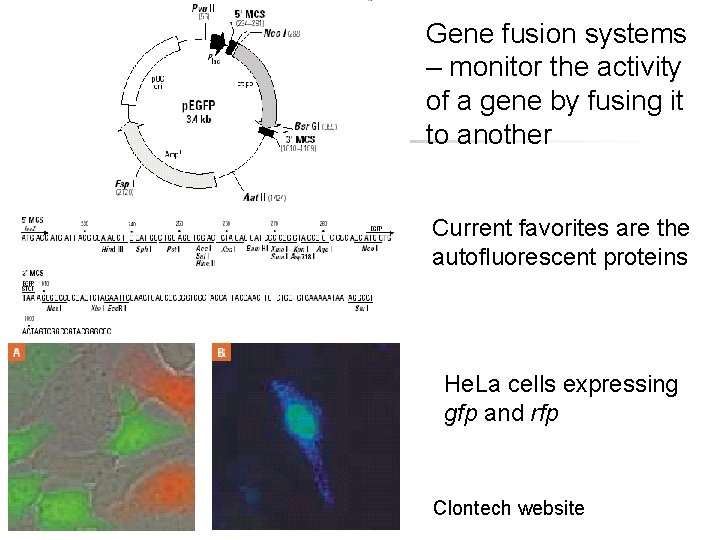 Gene fusion systems – monitor the activity of a gene by fusing it to