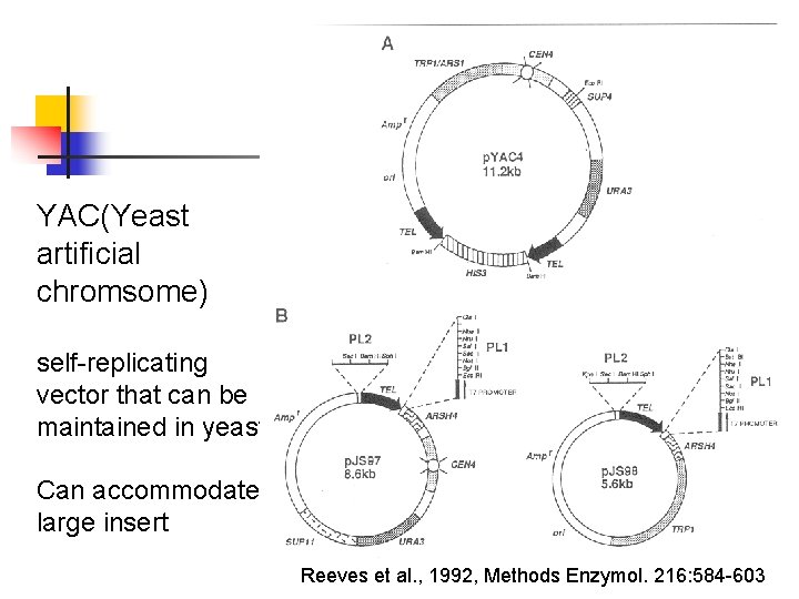 YAC(Yeast artificial chromsome) self-replicating vector that can be maintained in yeast Can accommodate large