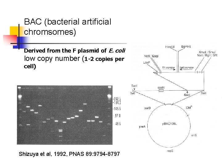 BAC (bacterial artificial chromsomes) Derived from the F plasmid of E. coli low copy