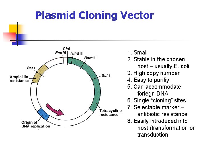 Plasmid Cloning Vector 1. Small 2. Stable in the chosen host – usually E.