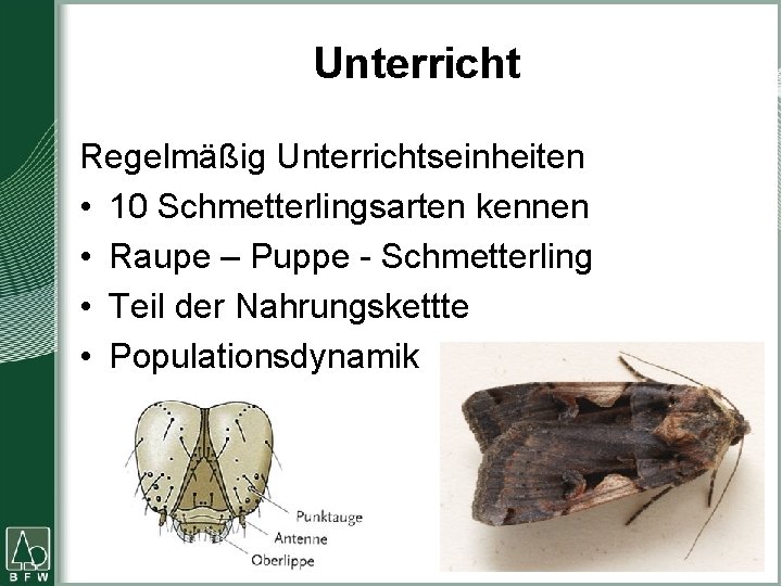 Unterricht Regelmäßig Unterrichtseinheiten • 10 Schmetterlingsarten kennen • Raupe – Puppe - Schmetterling •