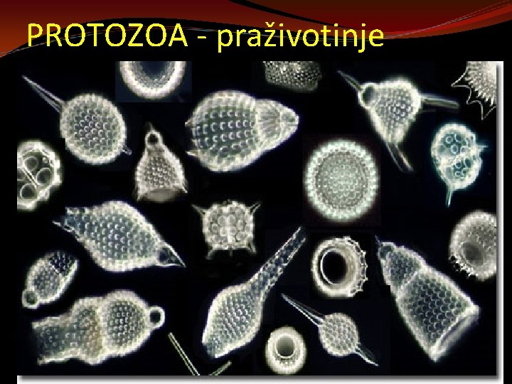 PROTOZOA - praživotinje 