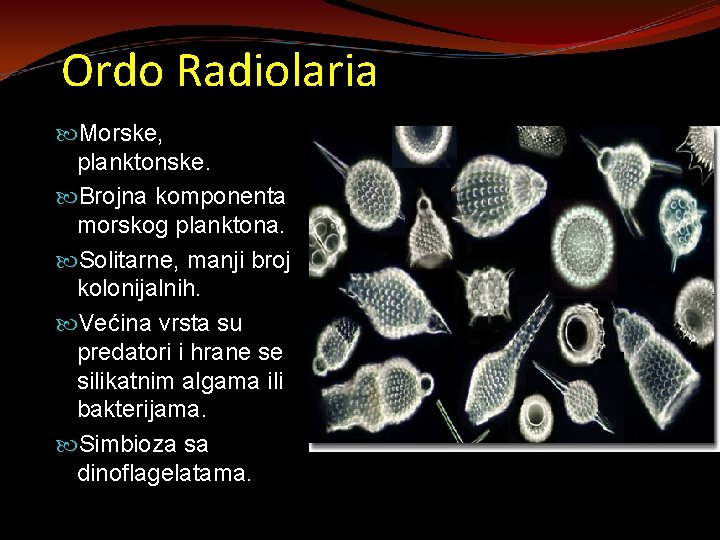 a radiolaria parazita)