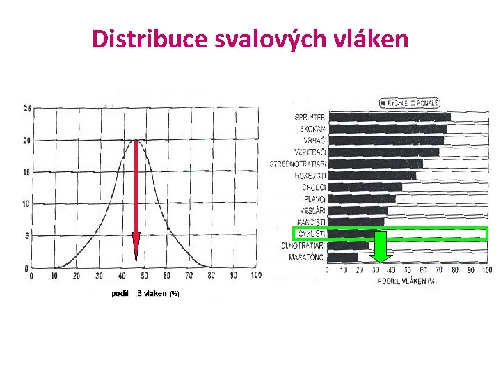 Distribuce svalových vláken podíl II. B vláken (%) 