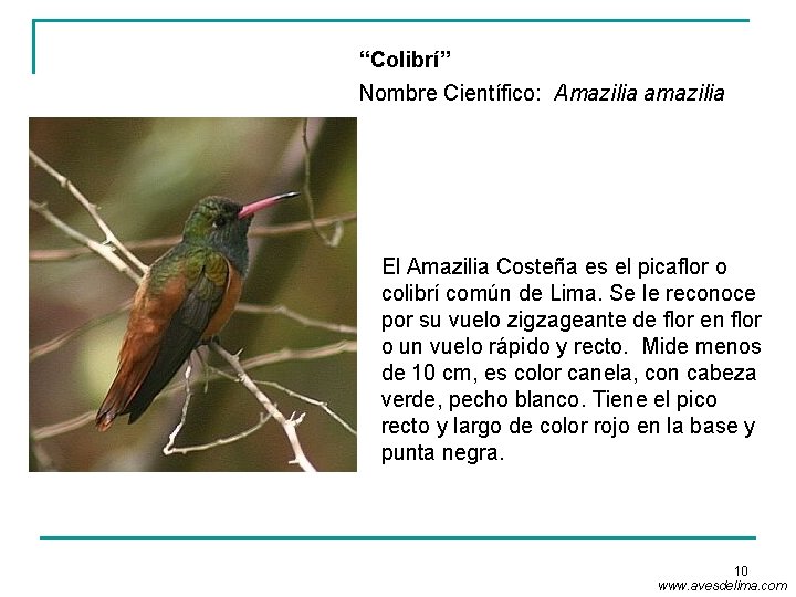 “Colibrí” Nombre Científico: Amazilia amazilia El Amazilia Costeña es el picaflor o colibrí común