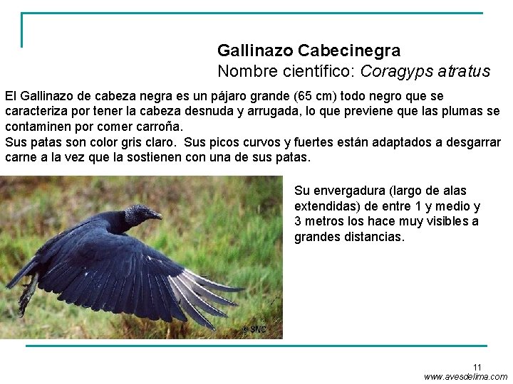 Gallinazo Cabecinegra Nombre científico: Coragyps atratus El Gallinazo de cabeza negra es un pájaro