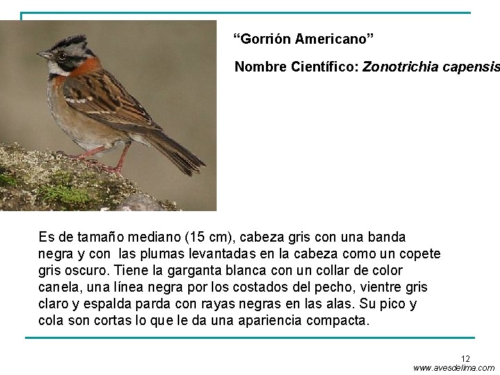 “Gorrión Americano” Nombre Científico: Zonotrichia capensis Es de tamaño mediano (15 cm), cabeza gris
