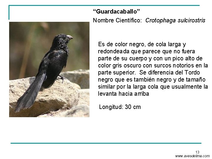 “Guardacaballo” Nombre Científico: Crotophaga sulcirostris Es de color negro, de cola larga y redondeada