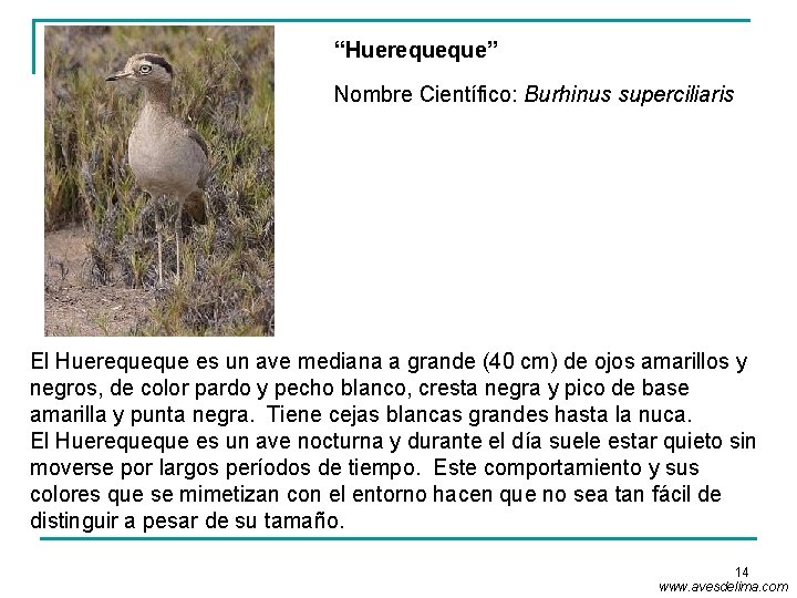 “Huerequeque” Nombre Científico: Burhinus superciliaris El Huerequeque es un ave mediana a grande (40