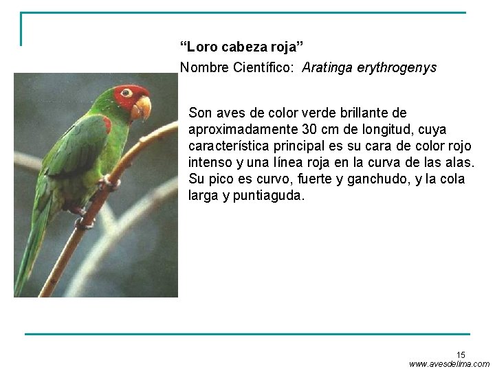 “Loro cabeza roja” Nombre Científico: Aratinga erythrogenys Son aves de color verde brillante de